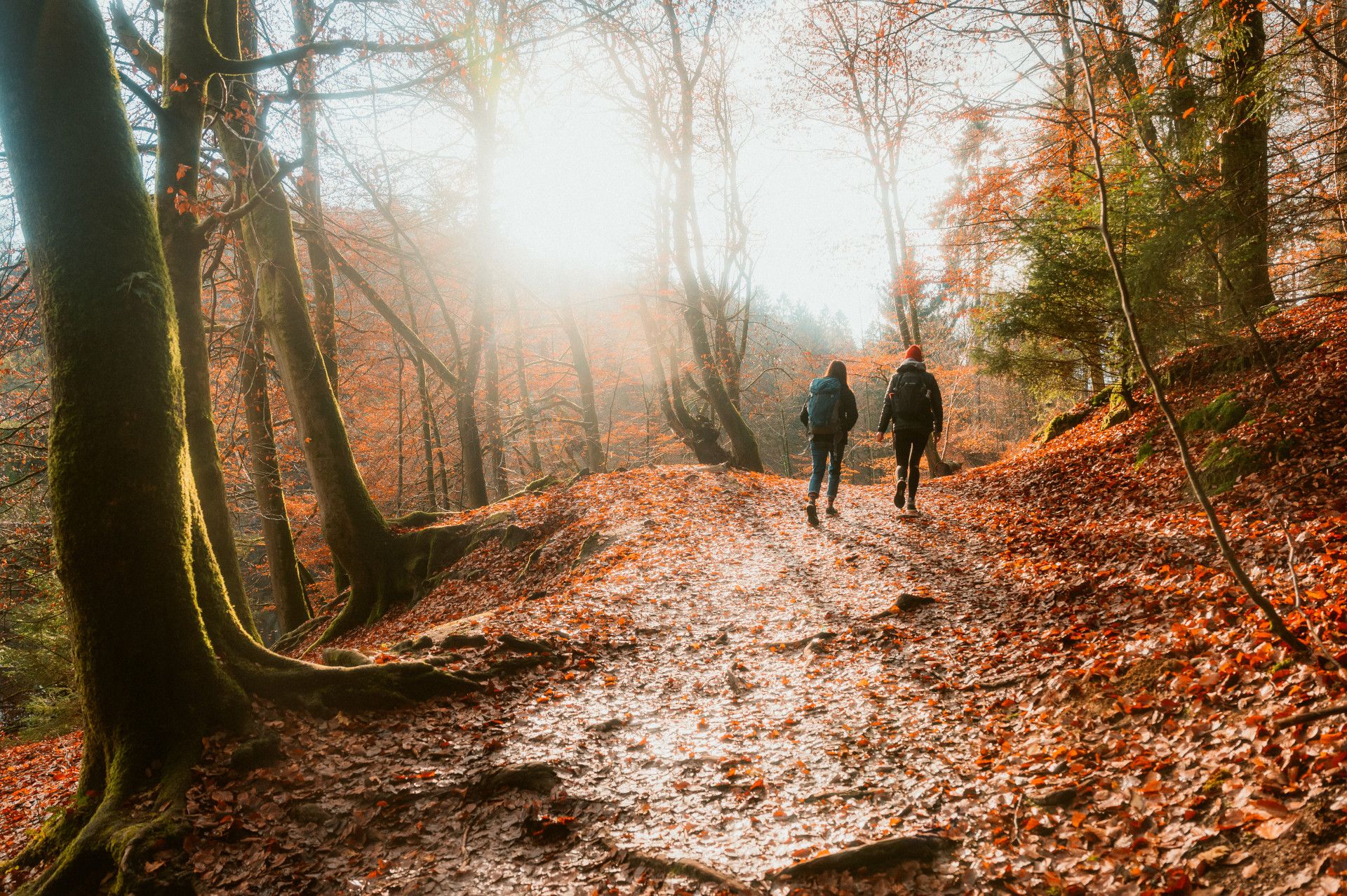 Herfstwandeling van twee wandelaars in het bos bij Horn-Bad Meinberg