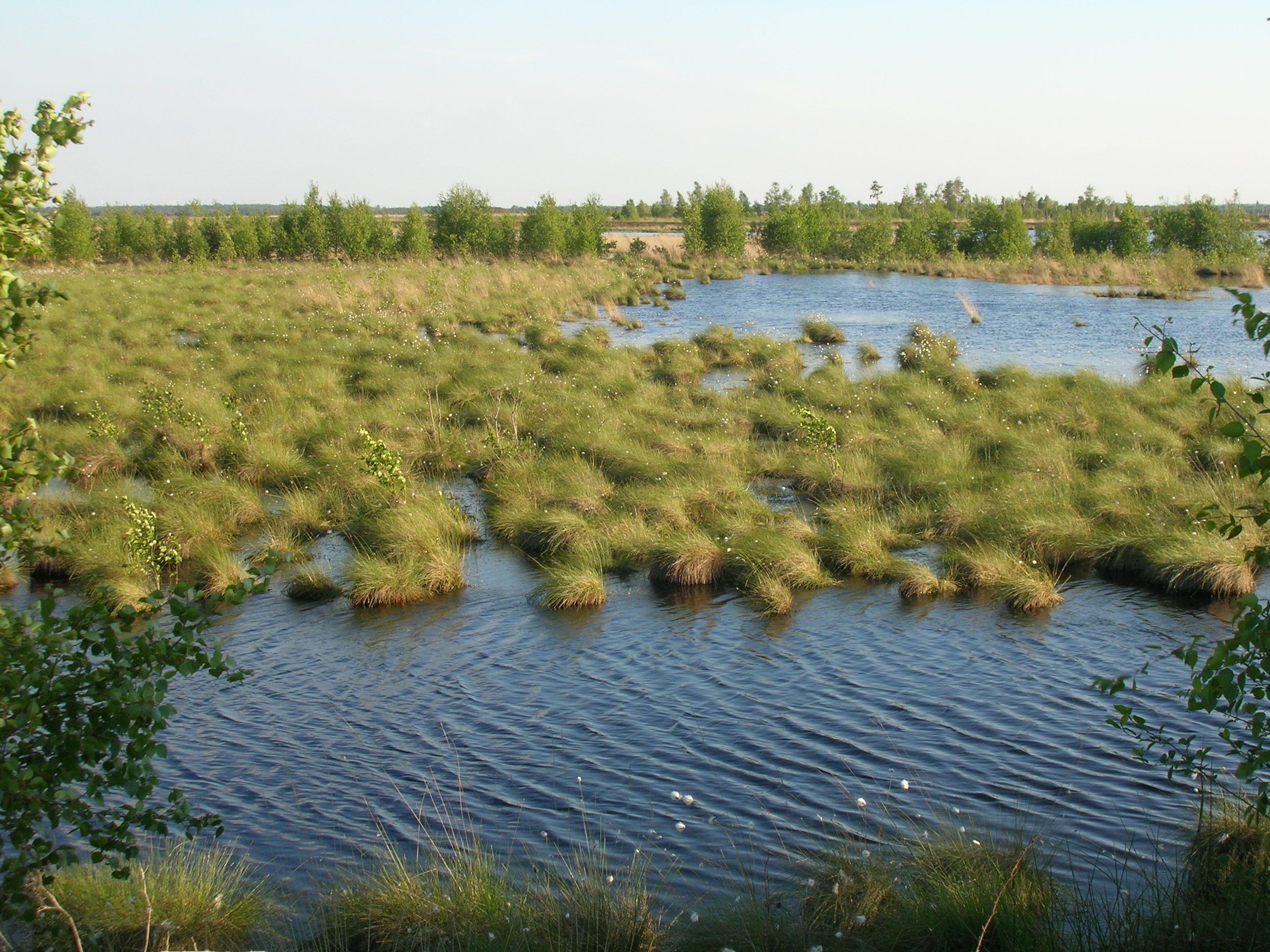 Moerasvernieuwing Natuurpark Dümmer