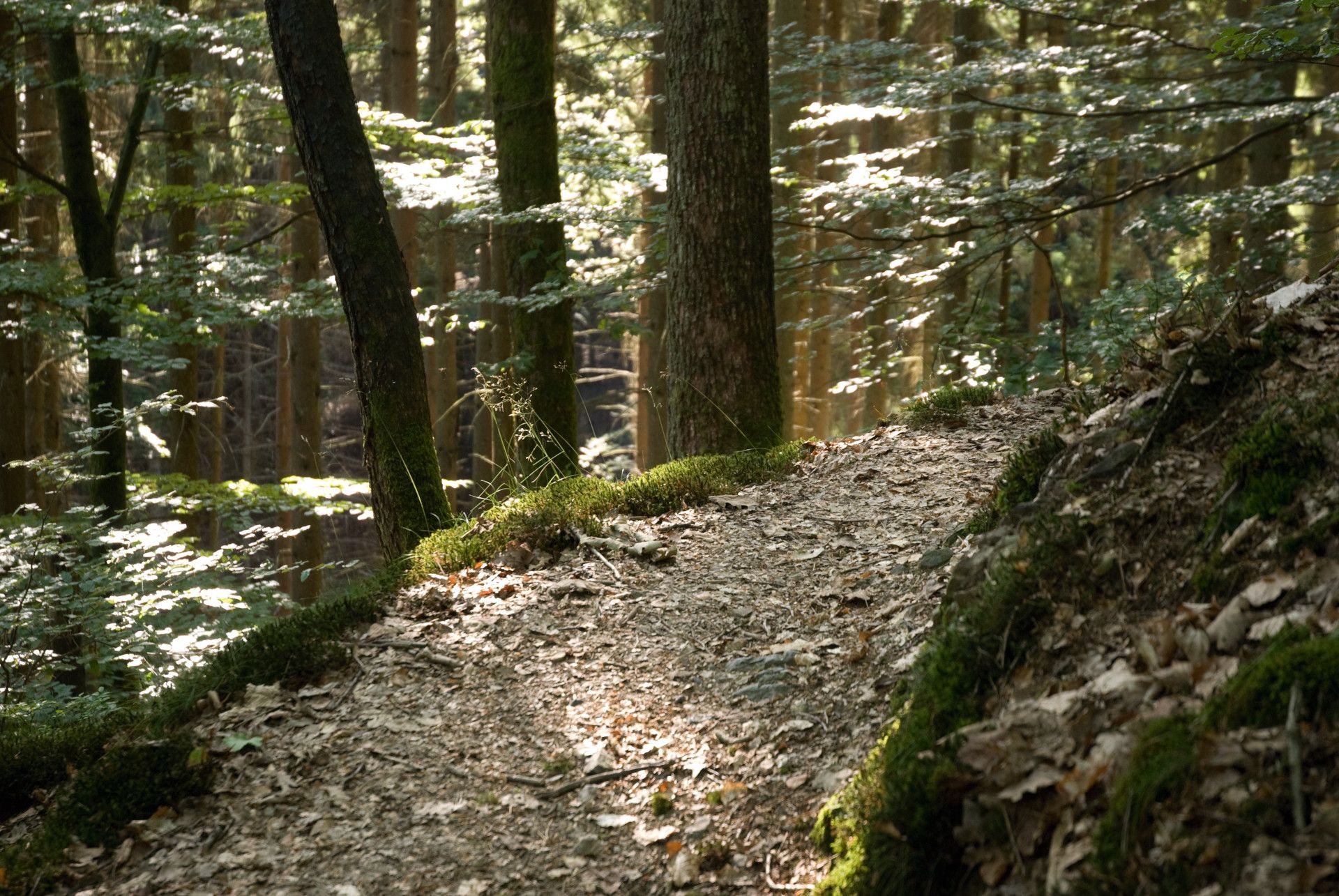 Pad in het bos