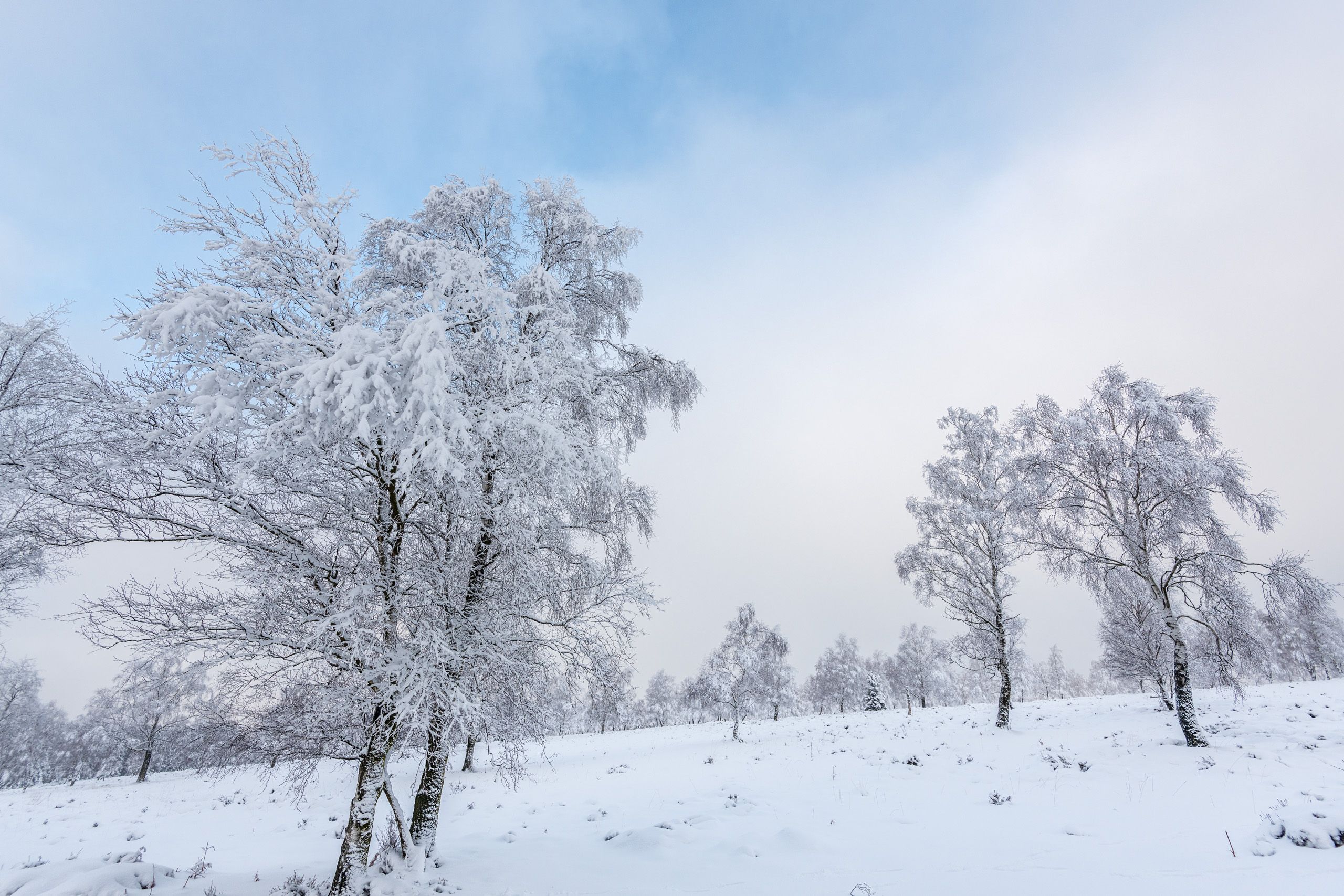 Struffeltse Heide in de winter, Eifel