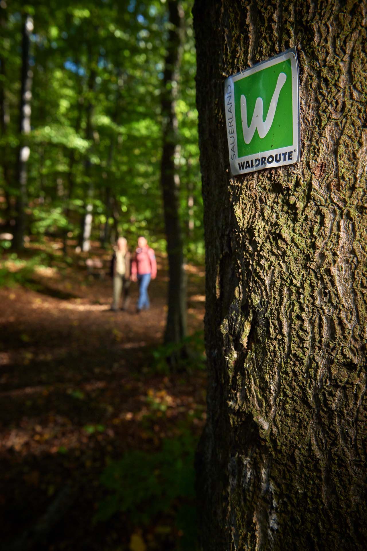 Sauerlandse bosroute, Arnsberger Wald