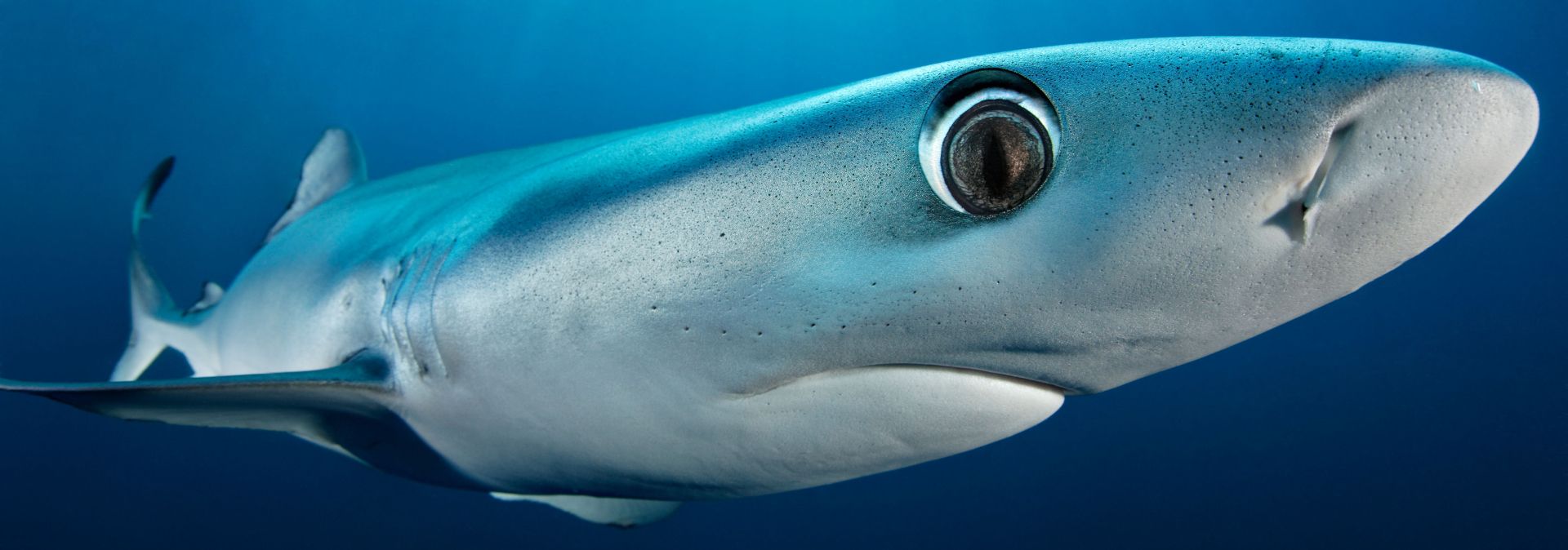 De bekroonde onderwaterfotograaf Tobias Friedrich heeft een blauwe haai op de gevoelige plaat vastgelegd. Gasten kunnen zich nu vergapen aan de foto