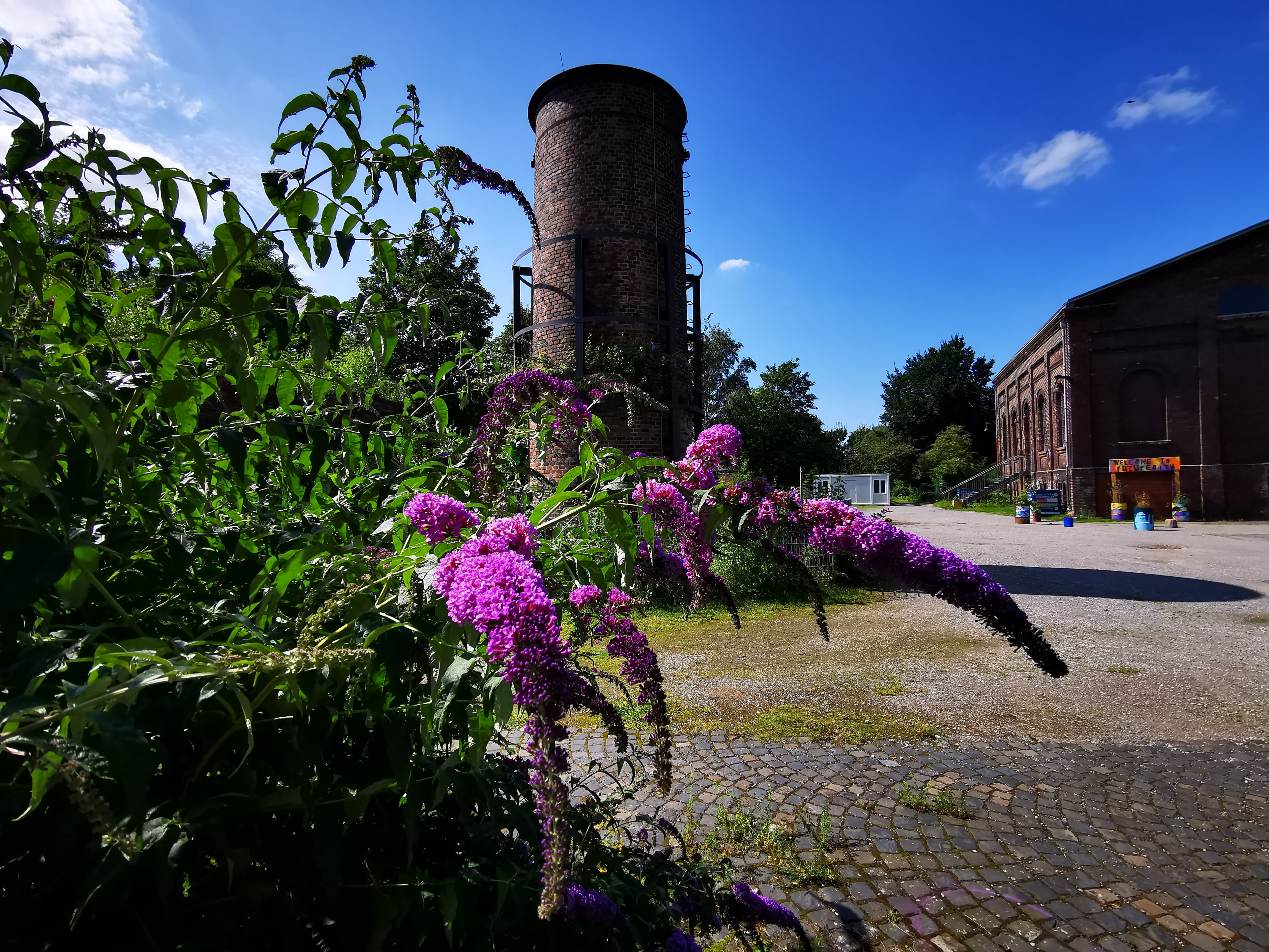 Vlinderstruiken voor de gebouwen van de Carl-kolenmijn