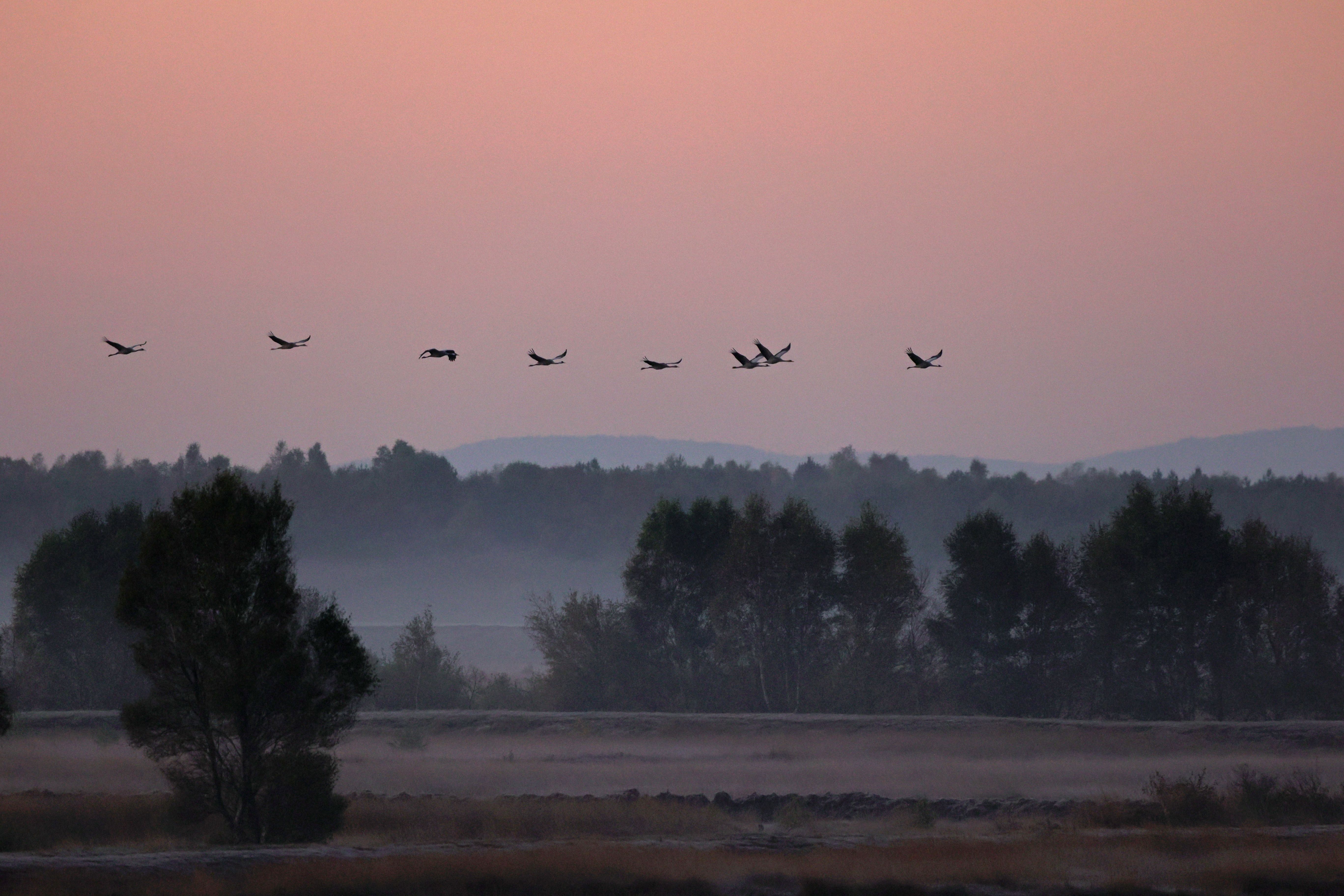 Natuurpark Dümmer Kraanvogels in de heide