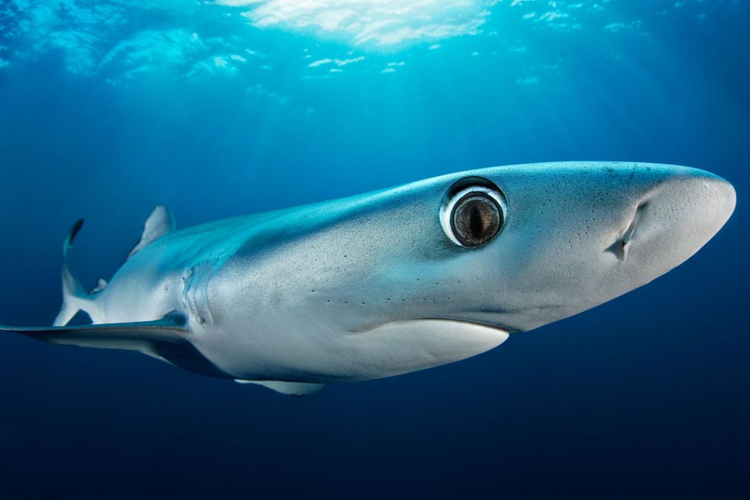 De bekroonde onderwaterfotograaf Tobias Friedrich heeft een blauwe haai op de gevoelige plaat vastgelegd. Gasten kunnen zich nu vergapen aan de foto